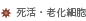 死活・老化細胞