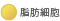 脂肪細胞