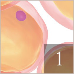 乳房の状態を専門的に診断